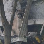 Śląski Ogród Zoologiczny: Tłumy gości chciały zobaczyć w niedzielę zwierzaki - galeria