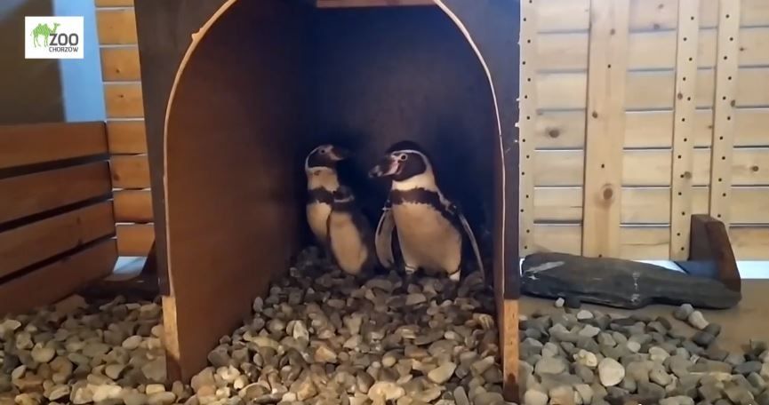W Śląskim Ogrodzie Zoologicznym wykluł się pingwin Humboldta!  - galeria