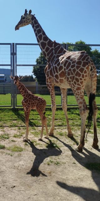 Nowy samiec w Śląskim ZOO – poznaliśmy płeć nowo narodzonej żyrafy - galeria