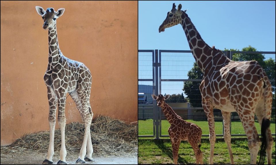 Nowy samiec w Śląskim ZOO – poznaliśmy płeć nowo narodzonej żyrafy - galeria