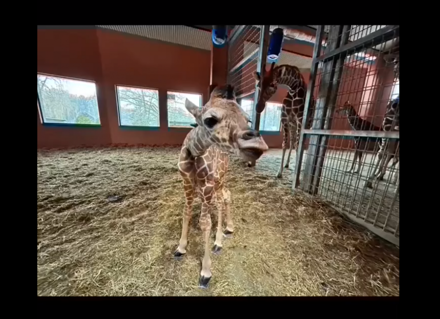 Urocza żyrafa przyszła na świat w Śląskim Ogrodzie Zoologicznym. Zobaczcie ją! - galeria